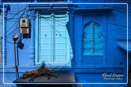 Jodhpur (762) Ville Bleue