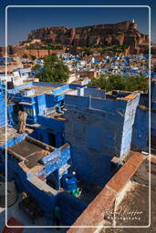 Mehrangarh Fort, Jodhpur (884)