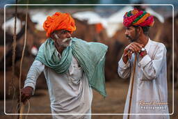 Pushkar (91) Fiera dei cammelli di Pushkar (Kartik Mela)