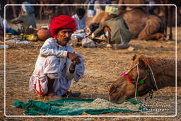 Pushkar Camel Fair (Kartik Mela), Pushkar (1003)