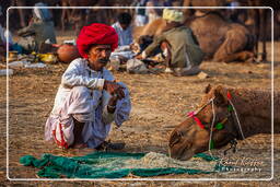 Pushkar (1003) Pushkar Kamelmesse (Kartik Mela)