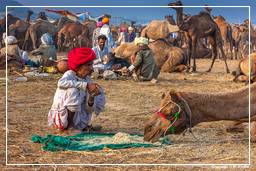 Pushkar (1007) Feira de camelos de Pushkar (Kartik Mela)