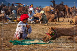 Pushkar (1007) Fiera dei cammelli di Pushkar (Kartik Mela)