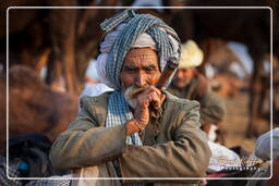 Pushkar (1008) Fiera dei cammelli di Pushkar (Kartik Mela)