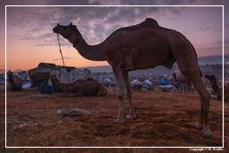 Pushkar (102) Pushkar Camel Fair (Kartik Mela)