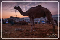 Pushkar (102) Fiera dei cammelli di Pushkar (Kartik Mela)