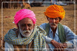 Pushkar (1021) Fiera dei cammelli di Pushkar (Kartik Mela)