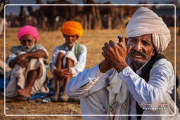 Pushkar Camel Fair (Kartik Mela), Pushkar (1026)