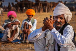 Pushkar (1026) Fiera dei cammelli di Pushkar (Kartik Mela)