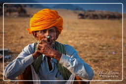 Pushkar (1027) Pushkar Camel Fair (Kartik Mela)