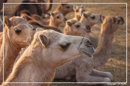 Pushkar (1031) Feira de camelos de Pushkar (Kartik Mela)