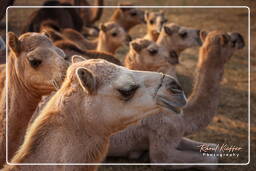 Pushkar Camel Fair (Kartik Mela), Pushkar (1031)