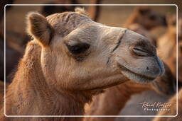 Pushkar (1033) Pushkar Camel Fair (Kartik Mela)