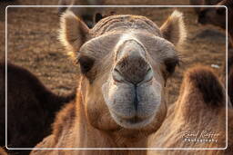 Pushkar Camel Fair (Kartik Mela), Pushkar (1040)