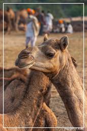 Pushkar (1047) Feria de camellos de Pushkar (Kartik Mela)