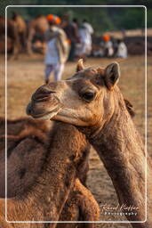 Pushkar (1047) Fiera dei cammelli di Pushkar (Kartik Mela)