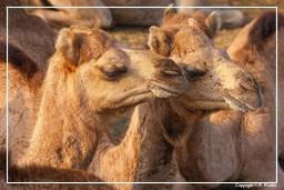 Pushkar (1051) Feria de camellos de Pushkar (Kartik Mela)