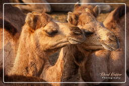 Pushkar Camel Fair (Kartik Mela), Pushkar (1051)