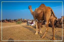 Pushkar (1054) Feria de camellos de Pushkar (Kartik Mela)