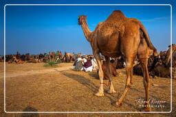 Pushkar (1054) Feira de camelos de Pushkar (Kartik Mela)