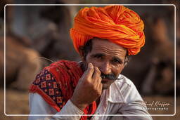 Pushkar (1055) Pushkar Camel Fair (Kartik Mela)