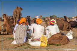 Pushkar (1065) Foire aux chameaux de Pushkar (Kartik Mela)