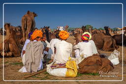 Pushkar (1065) Feira de camelos de Pushkar (Kartik Mela)