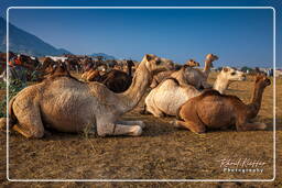 Pushkar Camel Fair (Kartik Mela), Pushkar (1066)