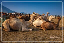 Pushkar (1066) Pushkar Kamelmesse (Kartik Mela)