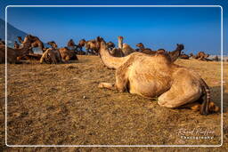 Pushkar Camel Fair (Kartik Mela), Pushkar (1082)