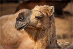 Pushkar (1083) Pushkar Camel Fair (Kartik Mela)