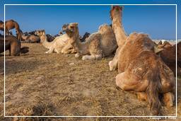 Pushkar (1093) Feira de camelos de Pushkar (Kartik Mela)