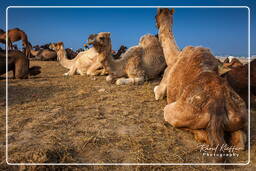 Pushkar (1093) Feira de camelos de Pushkar (Kartik Mela)