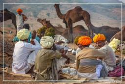 Pushkar (1094) Foire aux chameaux de Pushkar (Kartik Mela)