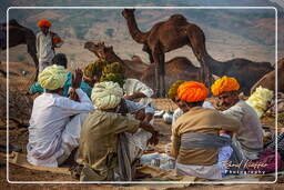 Pushkar (1094) Feria de camellos de Pushkar (Kartik Mela)