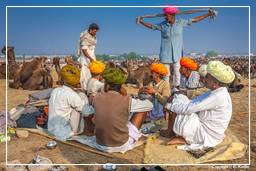 Pushkar (1107) Feria de camellos de Pushkar (Kartik Mela)
