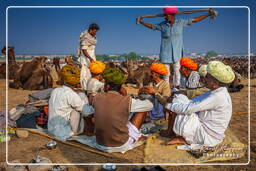 Pushkar (1107) Feria de camellos de Pushkar (Kartik Mela)