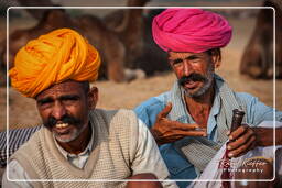 Pushkar (1111) Pushkar Camel Fair (Kartik Mela)