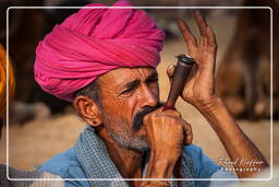 Pushkar (1116) Feira de camelos de Pushkar (Kartik Mela)