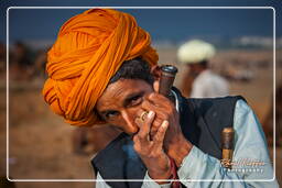 Pushkar (1121) Feira de camelos de Pushkar (Kartik Mela)