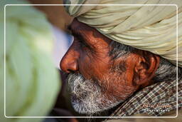 Pushkar Camel Fair (Kartik Mela), Pushkar (1125)