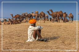 Pushkar (1126) Foire aux chameaux de Pushkar (Kartik Mela)