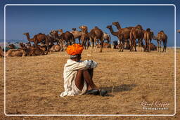 Pushkar Camel Fair (Kartik Mela), Pushkar (1126)