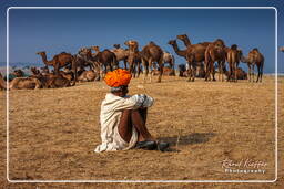 Pushkar (1126) Fiera dei cammelli di Pushkar (Kartik Mela)