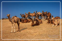 Pushkar (1134) Pushkar Camel Fair (Kartik Mela)