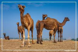 Pushkar (1137) Feria de camellos de Pushkar (Kartik Mela)