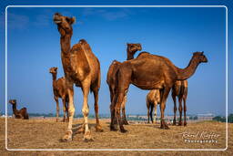 Pushkar (1137) Feria de camellos de Pushkar (Kartik Mela)