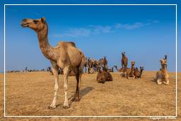 Pushkar (1140) Feria de camellos de Pushkar (Kartik Mela)