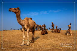 Pushkar (1140) Fiera dei cammelli di Pushkar (Kartik Mela)