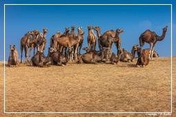 Pushkar (1147) Feria de camellos de Pushkar (Kartik Mela)